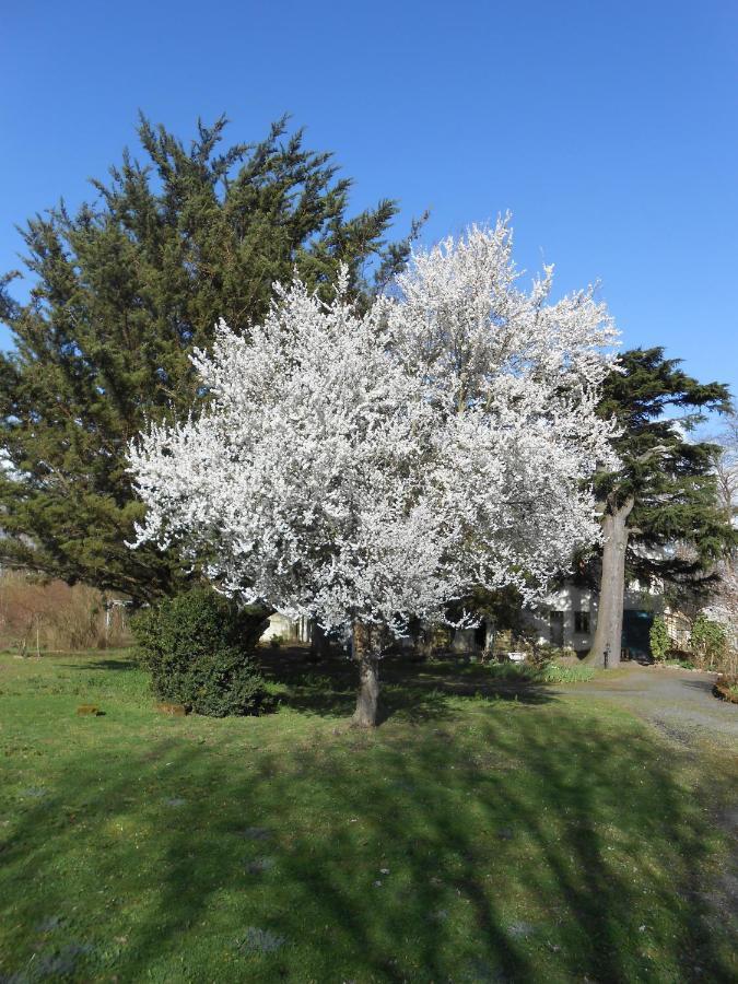 Clos Du Bois Brard B&B Saumur Exteriör bild